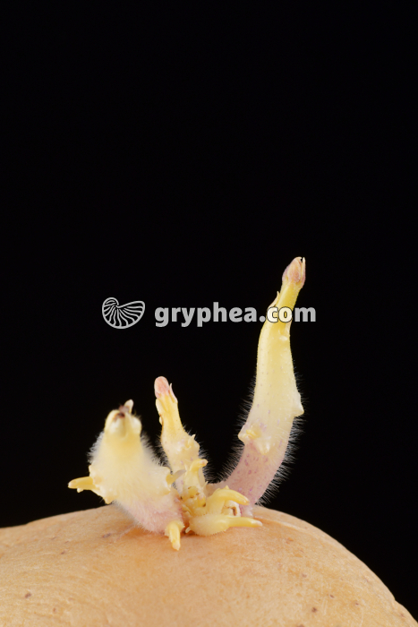 Germes de pomme de terre - gryphea.org